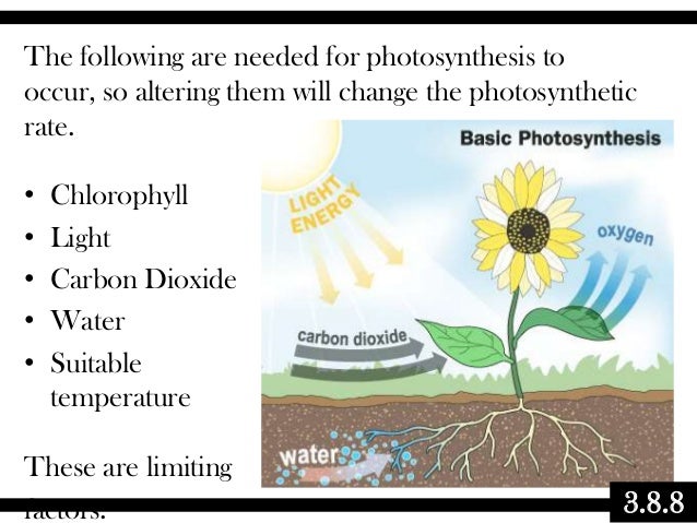 Chlorophyll